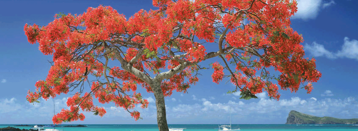 sus-Island_brochure-1